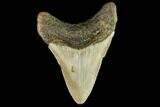 Fossil Megalodon Tooth - North Carolina #109865-2